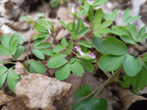 Corydalis pumila, photograph 6