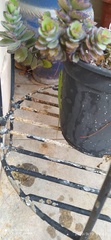 Anolis porcatus