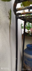 Anolis porcatus