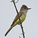 Myiarchus Flycatchers - Photo (c) Jerry Oldenettel, some rights reserved (CC BY-NC-SA)