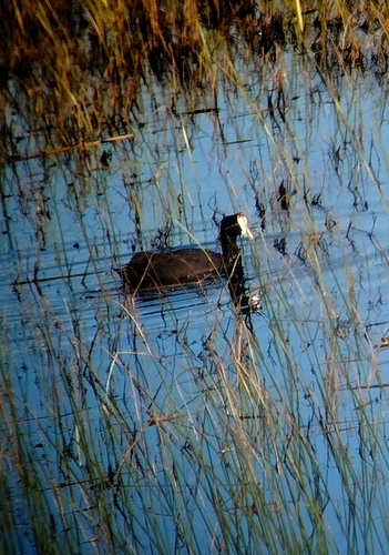 iNaturalist: (c) anxo123, some rights reserved (CC BY-NC), uploaded by anxo123 iNaturalist image