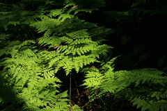Dryopteris amurensis