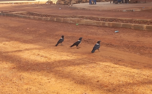 Pied Crow