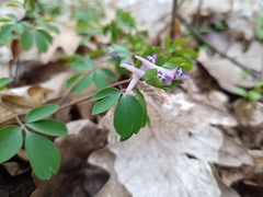 Corydalis pumila, photograph (c) Michal Honskus, some rights reserved (CC BY)