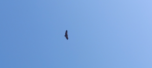 Hooded Vulture