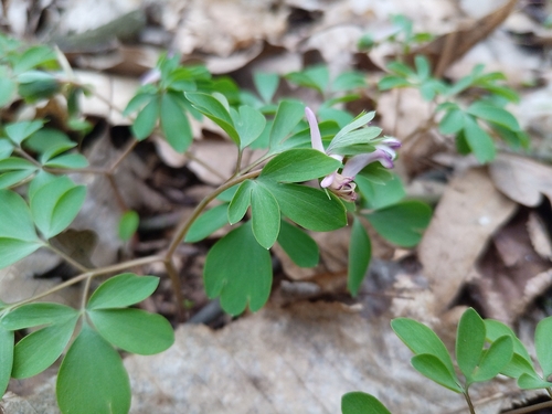 Corydalis pumila, photograph 2