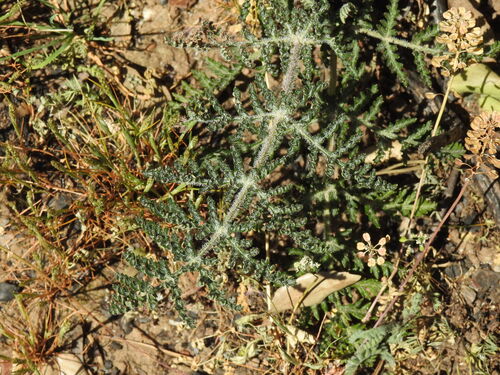 Lesser thapsia (Thapsia minor)