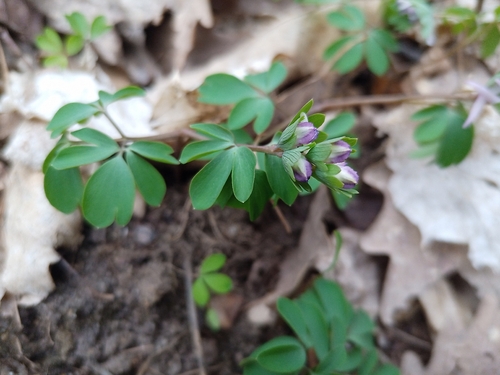Corydalis pumila, photograph 3
