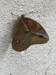 Opsiphanes boisduvallii
