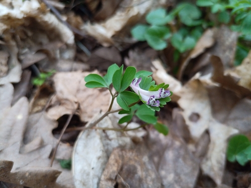 Corydalis pumila, photograph 4