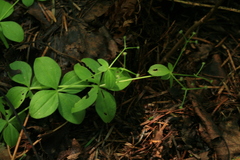 Galium kamtschaticum