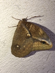 Opsiphanes boisduvallii