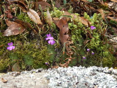 Pinguicula esseriana