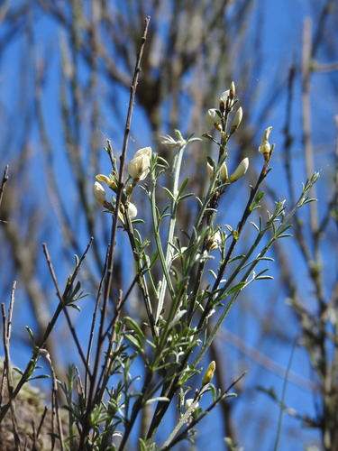 white Spanish broom (Cytisus multiflorus)