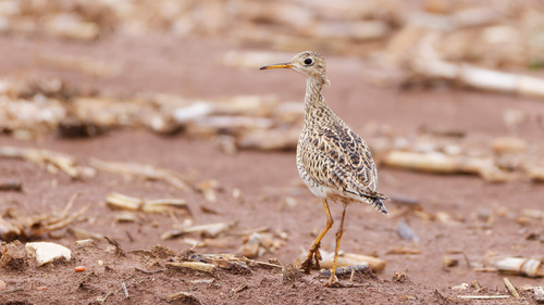 Upland Sandpiper (Bartramia longicauda), photo 7