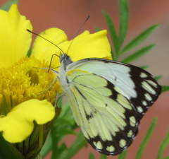 Belenois creona severina