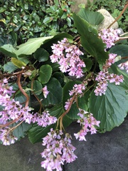 Bergenia crassifolia