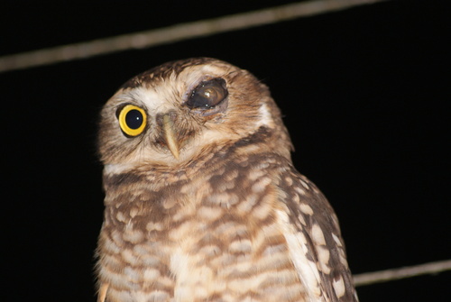 Burrowing Owl
