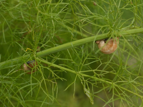 Theba pisana pisana