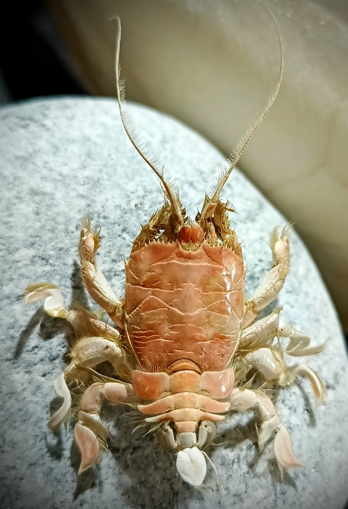 Albunea carabus