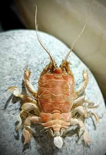 Crabe taupe (Le)