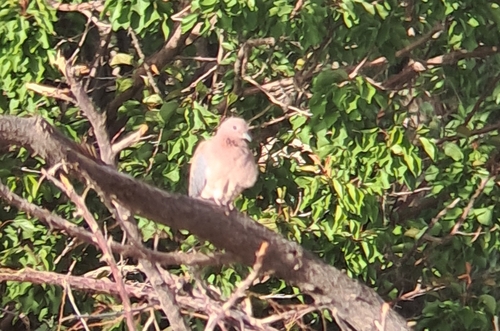 Laughing Dove