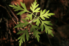 Osmorhiza aristata