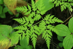 Osmorhiza aristata