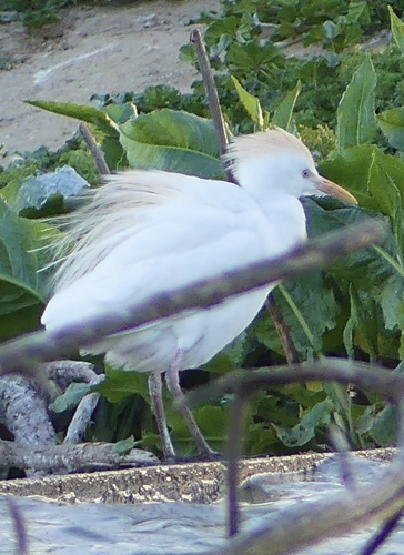 iNaturalist: (c) luisaxiomara, some rights reserved (CC BY-NC) iNaturalist image