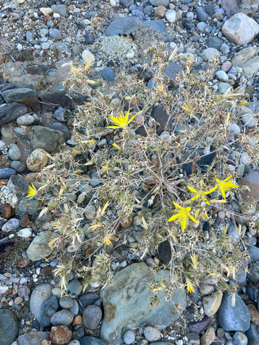 Giant Blazingstar (Mentzelia laevicaulis)