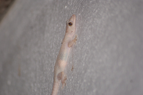 Tropical House Gecko