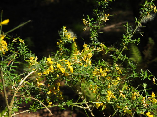 Genista falcata, photograph 6