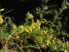 Genista falcata, photograph (c) Duarte Frade, some rights reserved (CC BY)