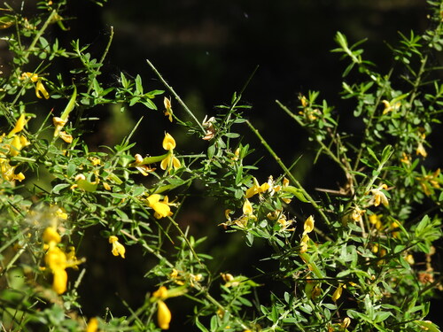 Genista falcata, photograph 5