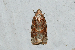 Argyrotaenia tabulana