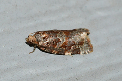 Argyrotaenia tabulana