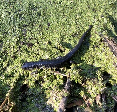 Plethodon chlorobryonis