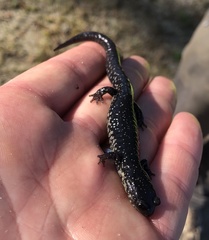 Plethodon chlorobryonis