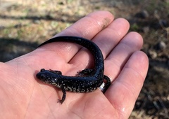 Plethodon chlorobryonis