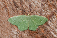 Thalera pistasciaria