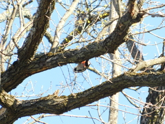 Dendrocoptes medius medius