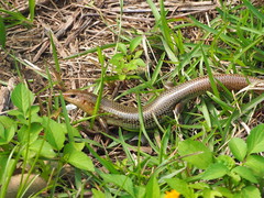 Plestiodon chinensis