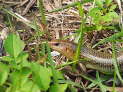 Plestiodon chinensis