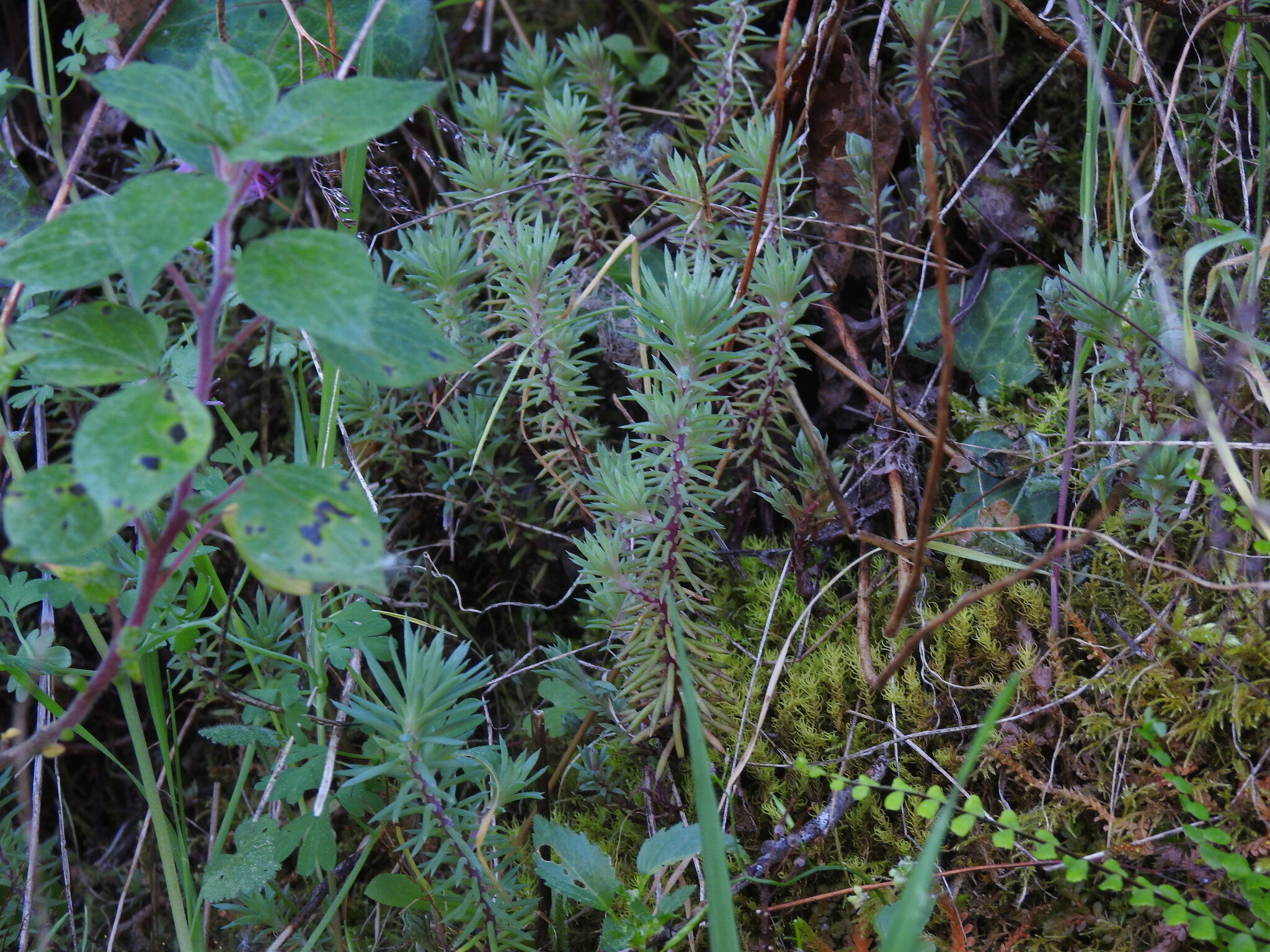 Petrosedum Forsterianum (Petrosedum forsterianum)