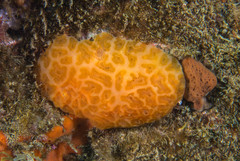 Aplidium conicum