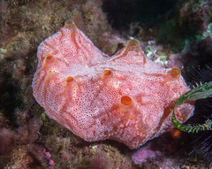 Aplidium elegans