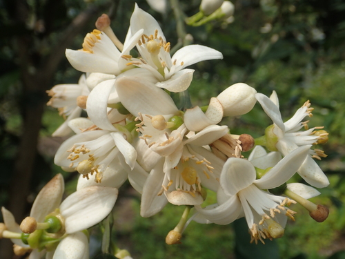 Citrus maxima