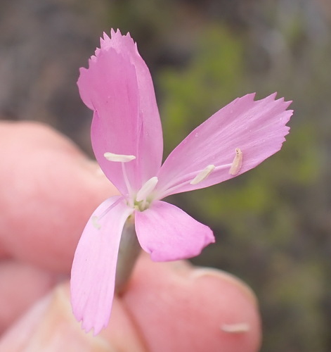 Thunberg's Wild Pink (Dianthus thunbergii)