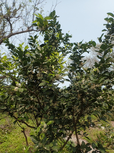 Citrus maxima
