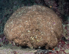 Cladocora caespitosa